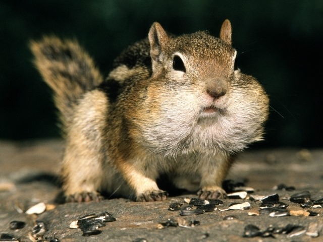 [Amazing%2520Animals%2520Pictures%2520Squirell%2520%25283%2529%255B4%255D.jpg]