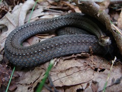 Missouri snake