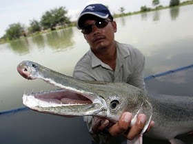 6. Alligator Gar