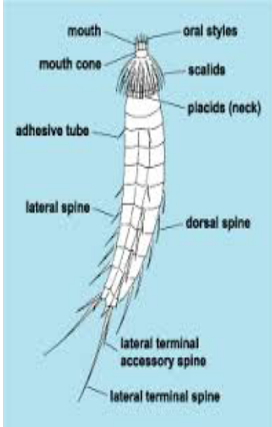 abigail jimenez oseguera Phylum kinorhyncha.