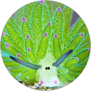 Image Google de Marie Hiroux