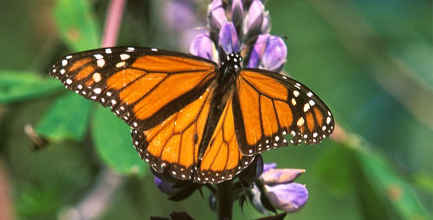 [mariposa-monarca-estado-mexico-nov12%255B3%255D.jpg]