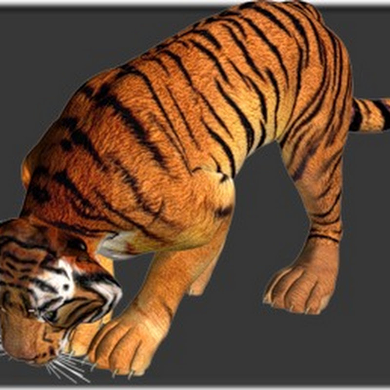dibujos de tigres