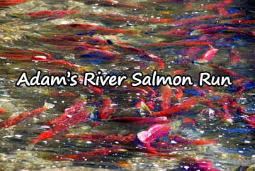 adams-river-salmon-run