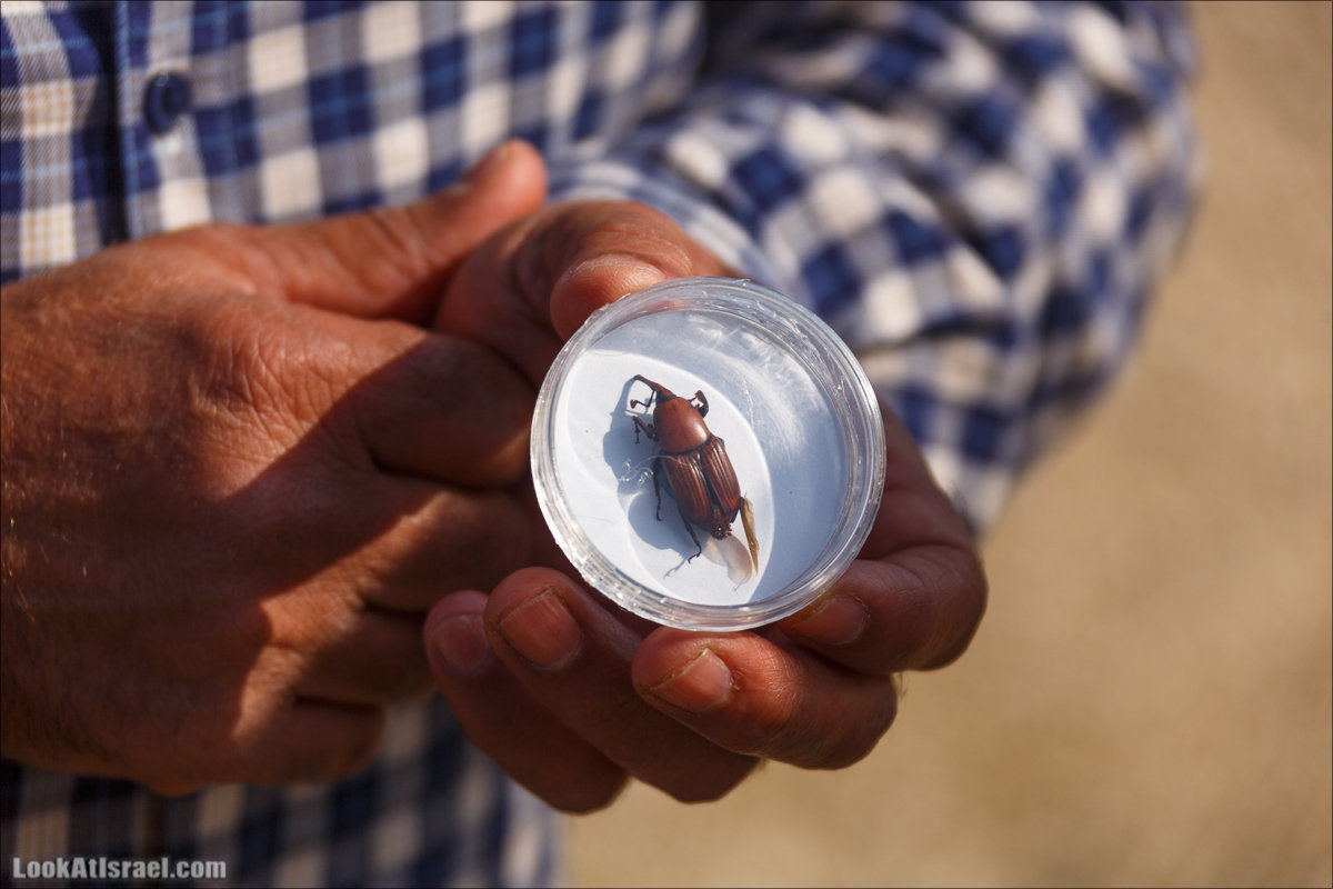 Сельскохозяйственная школа Хава бе-Эден | Hava be-Eden farm | LookAtIsrael.com - Фото путешествия по Израилю | חווה בעדן