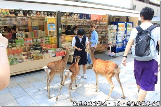奈良梅花鹿公園，總覺得這裡的梅花鹿還蠻自制的，牠們都不會去偷吃商店裡面的食物，只會搶食手上拿著「鹿仙貝」的遊客，真的是出生在日本的梅花鹿。