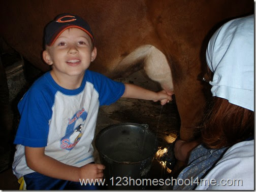 Milking a cow on farm fieldtrip Milking a cow on farm fieldtrip