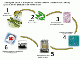 molecular farming