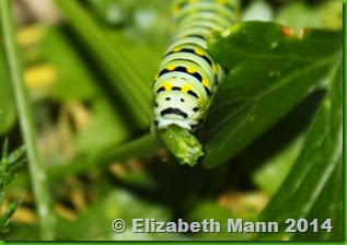 caterpillar rear end