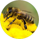Icko Apiculture profile picture
