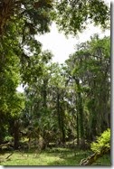 Tall oaks with spanish moss