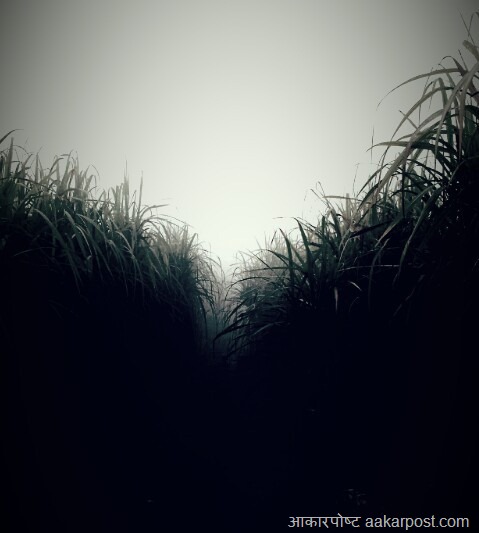 sugarcane-field