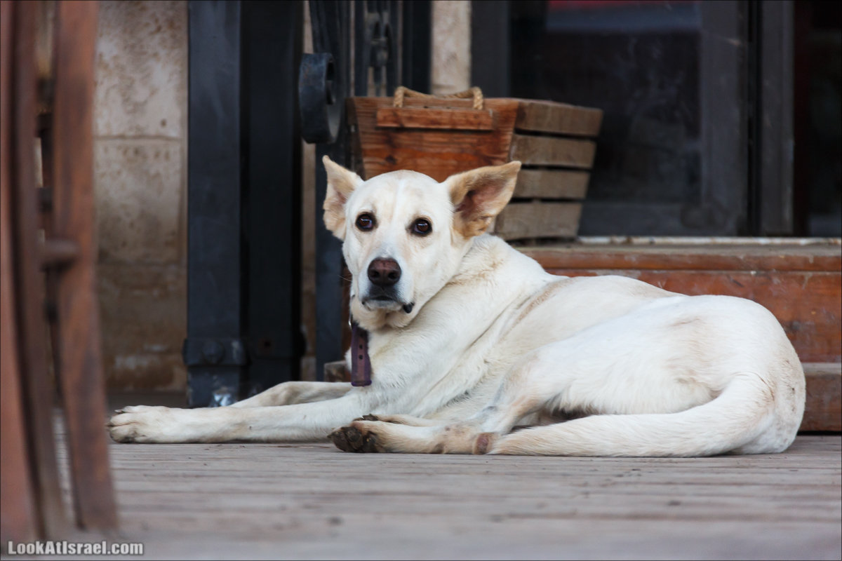Менахемия - Козья Ферма Аз Из и медицинский музей Бейт ха-Рофе | Menahemia - As Is farm and medical museum | LookAtIsrael.com - Фото путешествия по Израилю | מנחמיה - חוות עז עיז ובית הרופא