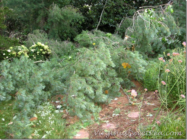 Pine on Big Flowerbed2