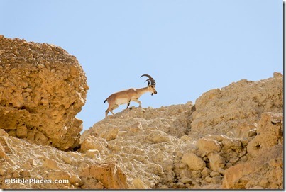 Ibex at En Gedi, tb052307902