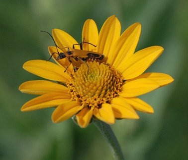 Aug 16 (6) Prairie Sunflower
