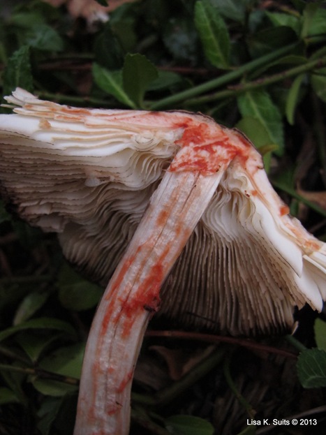 Reddening Lepiota-020