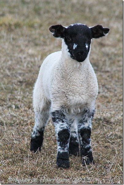 78-lamb