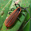 Lycid beetle