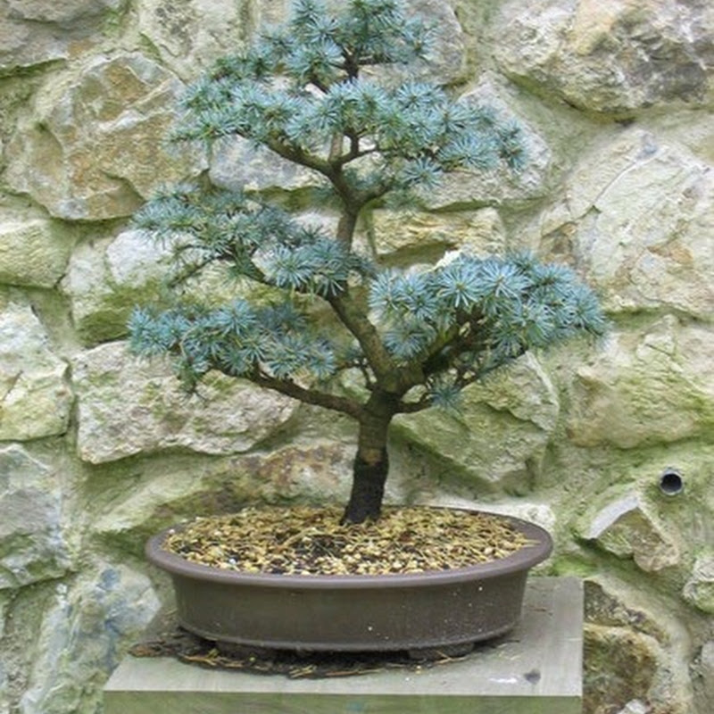 Bonsai Species Guides: Cedrus.