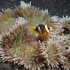 Two-banded Clown fish