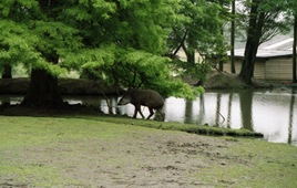 2002.06.11-153.09 tapir