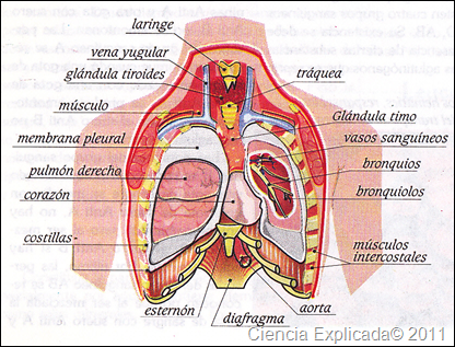dibujo del sistema respiratorio