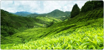 Cameron Highlands