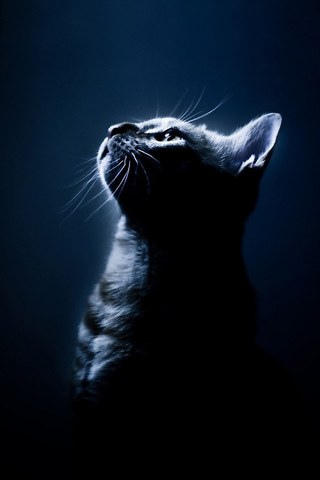 4343405365_b02b3a2abc
