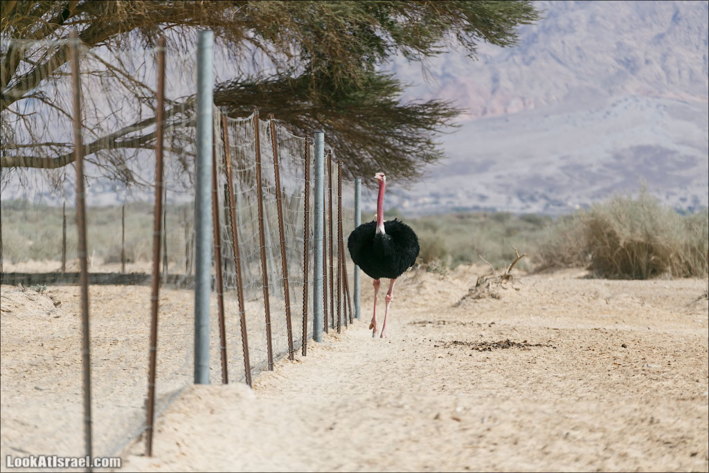 LookAtIsrael.com - Заповедник библейских животных Хай Бар | Hai Bar reserve | חי בר