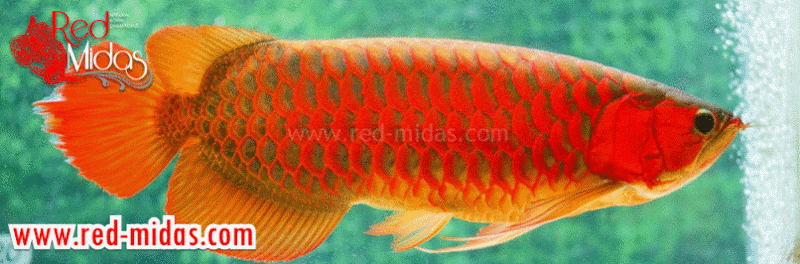Juragan Ikan Arwana Www Red Midas Jual Hias Gambar Gif