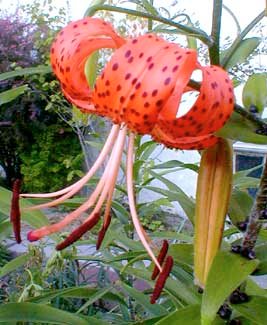 [image%255B75%255D.png]