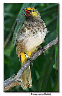 Download mp3 suara aneka burung cucak cucak wilis