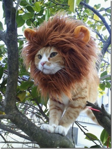 Lion cat