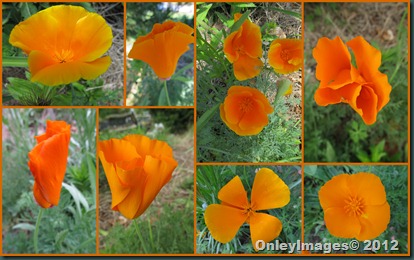orange poppies collage