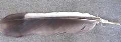 black and white 5.5 inch feather