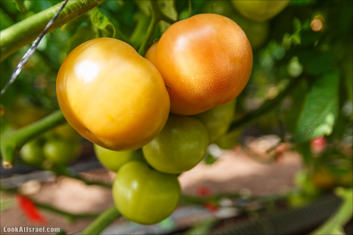 Сельскохозяйственная школа Хава бе-Эден | Hava be-Eden farm | LookAtIsrael.com - Фото путешествия по Израилю | חווה בעדן
