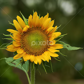 by Yenni Dhamayanti - Flowers Flowers in the Wild