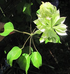 Double white clematis stages of opening3 w fanned leaves