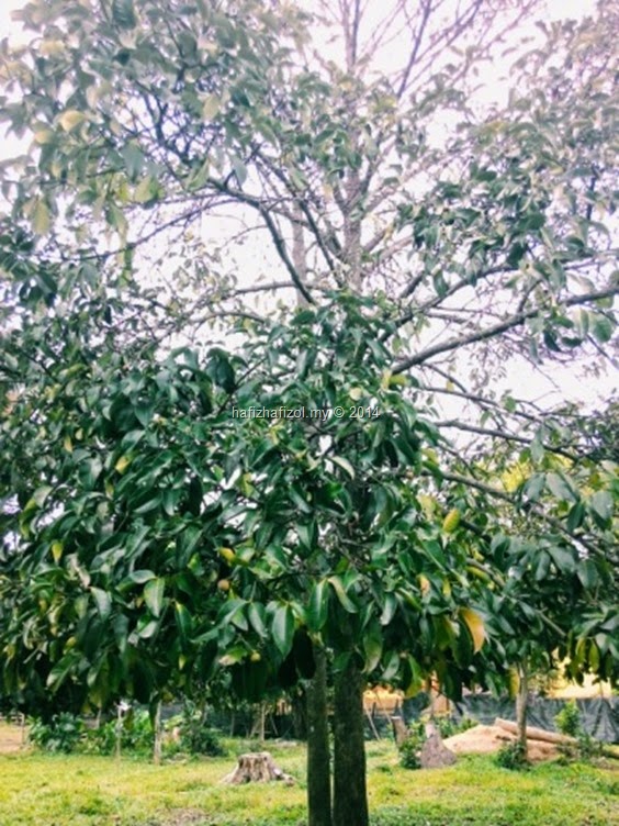 pokok manggis 