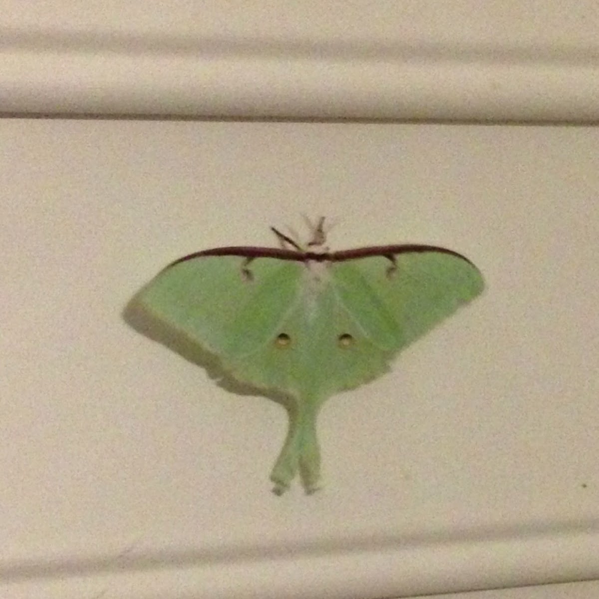 Luna Moth