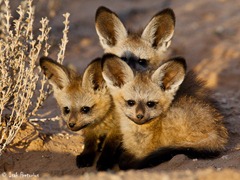 Bat Eared Fox Pups
