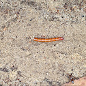 Click beetle larva (wheat wireworm)