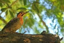 IMG_8006 IMG_8006