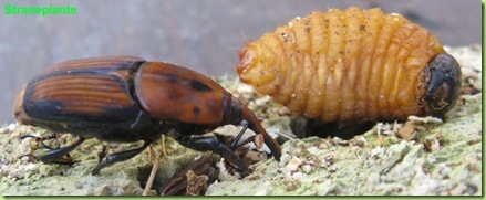 punteruolo rosso insetto e larva