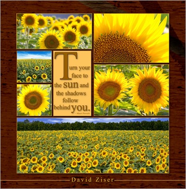 Sunflowers 10.5x10.5