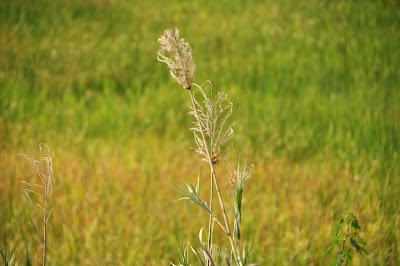 DSC_0827.JPG