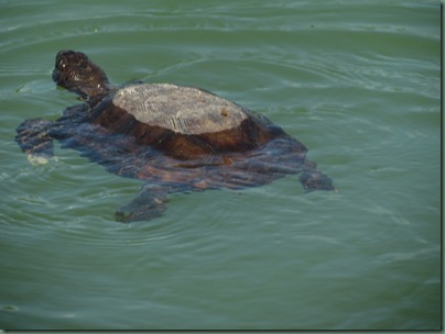 Gopher Tortoise in ocean