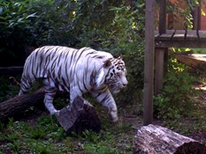 2013.08.04-048 tigre blanc