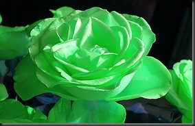 3 green rose